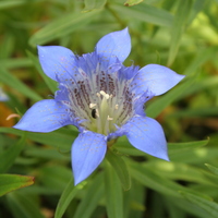 Gentiana sino-ornata 'Downfield'